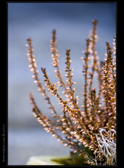 makrofotografie-12